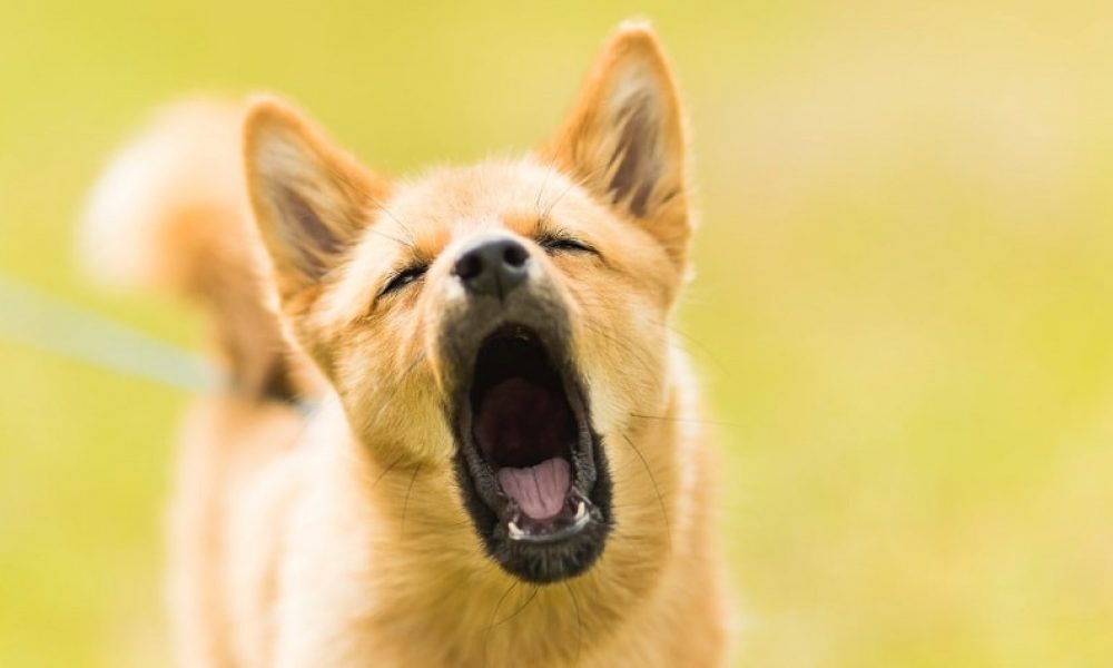 If a Dog Bites You, Do These 5 Things Now